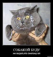 СОБАКОЙ БУДУ не видел,кто сметану ел