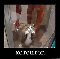 КОТОШРЭК 