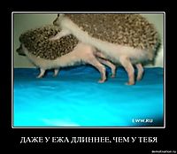 ДАЖЕ У ЕЖА ДЛИННЕЕ, ЧЕМ У ТЕБЯ 