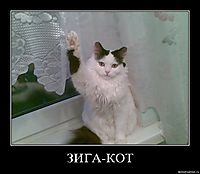 ЗИГА-КОТ 
