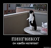 ПИНГВИКОТ он какбэ нелетает