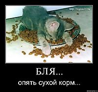 БЛЯ... опять сухой корм...