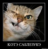KOТЭ CAБЛEЗУБЭ 