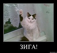 ЗИГА! 