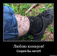Люблю комаров! Скорей бы лето!!!