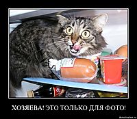 ХОЗЯЕВА! ЭТО ТОЛЬКО ДЛЯ ФОТО! 