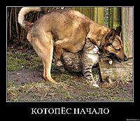 КОТОПЁС НАЧАЛО 