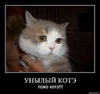 УНЫЛЫЙ КОТЭ тоже котэ!!!