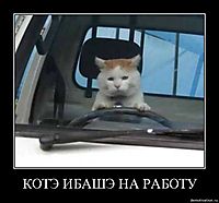 КОТЭ ИБАШЭ НА РАБОТУ 
