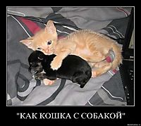 "КАК КОШКА С СОБАКОЙ" 