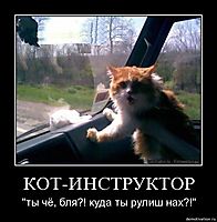 КОТ-ИНСТРУКТОР "ты чё, бля?! куда ты рулиш нах?!"