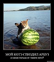 МОЙ КОТЭ СПИЗДИЛ АРБУЗ а какая польза от твоего котэ?