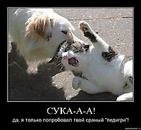 СУКА-А-А! да, я только попробовал твой сраный "педигри"!