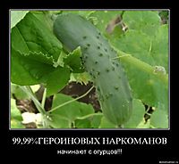 99,99%ГЕРОИНОВЫХ НАРКОМАНОВ начинают с огурцов!!!