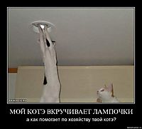 МОЙ КОТЭ ВКРУЧИВАЕТ ЛАМПОЧКИ а как помогает по хозяйству твой котэ?