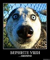 ВЕРНИТЕ УШИ ...сволочи
