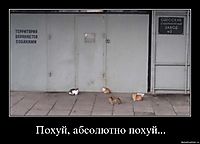 Похуй, абсолютно похуй... 