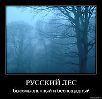 РУССКИЙ ЛЕС быссмысленный и беспощадный