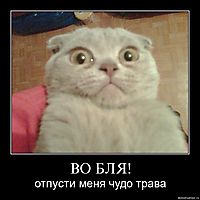 ВО БЛЯ! отпусти меня чудо трава