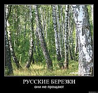 РУССКИЕ БЕРЕЗКИ они не прощают
