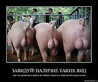 ЗАВИДУЙ! НАЛИЧИЕ ТАКИХ ЯИЦ дает им возможность дожить до глубокой старости и трахаться без ограничений