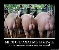 МНОГО ТРАХАТЬСЯ И ЖРАТЬ готов поменяться с ними местами?