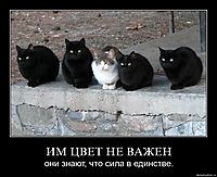 ИМ ЦВЕТ НЕ ВАЖЕН они знают, что сила в единстве.