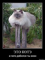 ЭТО КОТЭ а чего добился ты анон