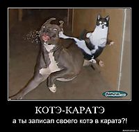 КОТЭ-КАРАТЭ а ты записал своего котэ в каратэ?!