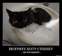 ПОТРИТЕ КОТУ СПИНКУ ...он это оценит...