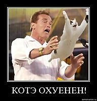 КОТЭ ОХУЕНЕН! 