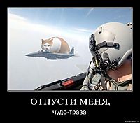 ОТПУСТИ МЕНЯ, чудо-трава!