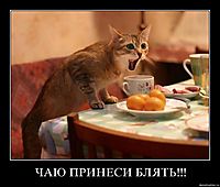 ЧАЮ ПРИНЕСИ БЛЯТЬ!!! 