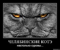 ЧЕЛЯБИНСКИЕ КОТЭ настолько суровы...