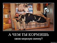 А ЧЕМ ТЫ КОРМИШЬ свою морскую свинку?