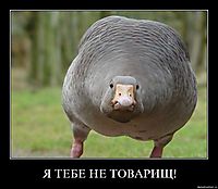 Я ТЕБЕ НЕ ТОВАРИЩ! 