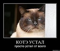 КОТЭ УСТАЛ просто устал от всего