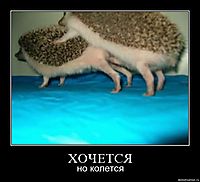 ХОЧЕТСЯ но колется