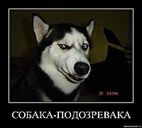 СОБАКА-ПОДОЗРЕВАКА 