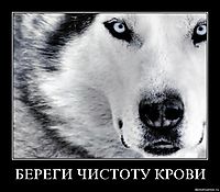 БЕРЕГИ ЧИСТОТУ КРОВИ 