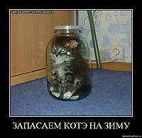 ЗАПАСАЕМ КОТЭ НА ЗИМУ 