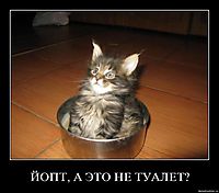 ЙОПТ, А ЭТО НЕ ТУАЛЕТ? 