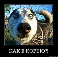 КАК В КОРЕЮ?!! 