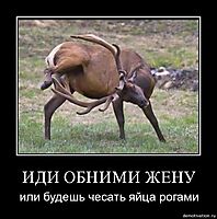 ИДИ ОБНИМИ ЖЕНУ или будешь чесать яйца рогами