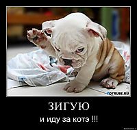 ЗИГУЮ и иду за котэ !!!