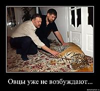 Овцы уже не возбуждают... 