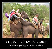 ТЫ НА ЕБУЩЕМСЯ СЛОНЕ отличное фото для твоего албома