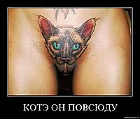 КОТЭ ОН ПОВСЮДУ 
