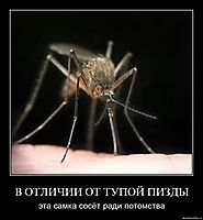 В ОТЛИЧИИ ОТ ТУПОЙ ПИЗДЫ эта самка сосёт ради потомства