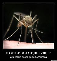 В ОТЛИЧИИ ОТ ДЕВУШЕК эта самка сосёт ради потомства